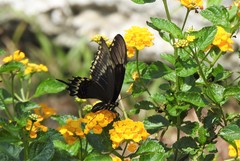 Heraclides astyalus