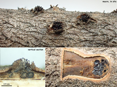 Synnemasporella aculeans