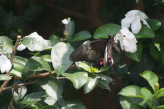 Heraclides anchisiades