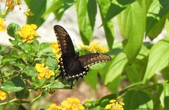 Heraclides astyalus
