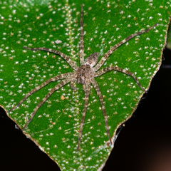 Dolomedes tenebrosus