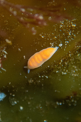 Vorticeros praedatorium