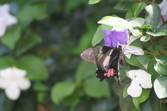 Heraclides anchisiades