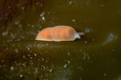 Vorticeros praedatorium