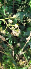 Baccharis racemosa