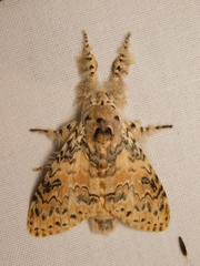 Calliteara cerigoides