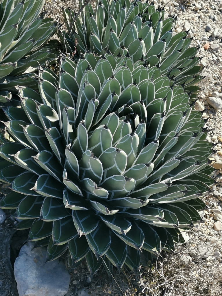 Agave nickelsiae, Coahuila, MX