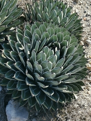 Agave nickelsiae