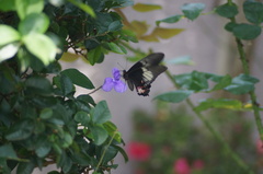 Heraclides anchisiades