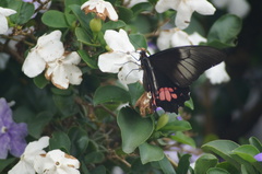 Heraclides anchisiades