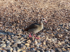 Alopochen aegyptiaca