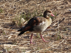 Alopochen aegyptiaca