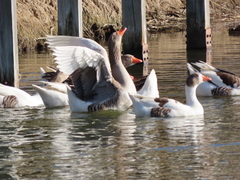 Anser anser domesticus