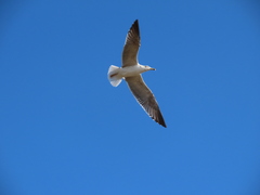 Larus