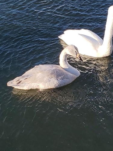 Cygne chanteur, jeune