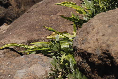Image of Zantedeschia albomaculata by (c) Tony Rebelo, some rights reserved (CC BY-SA)