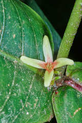 Hoffmannia sessilifolia image