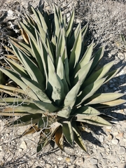 Agave ×