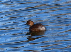 Tachybaptus ruficollis