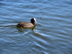 Fulica atra