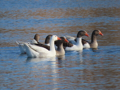 Anser anser domesticus