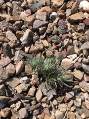 Thymophylla pentachaeta