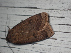 Abagrotis cupida
