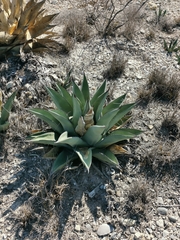 Agave ×