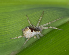 Philodromus marxi