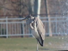 Ardea cinerea