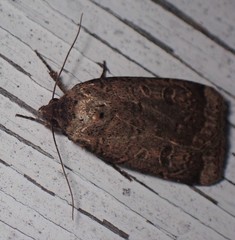 Abagrotis cupida