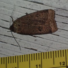 Abagrotis cupida