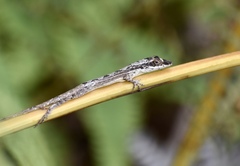 Anolis alutaceus