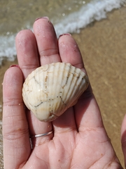 Anadara brasiliana