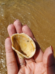 Anadara brasiliana