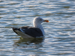 Larus fuscus