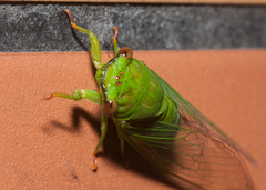 Chremistica ochracea