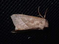 Hydraecia micacea