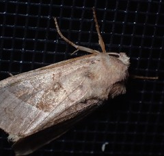 Hydraecia micacea