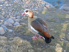 Alopochen aegyptiaca