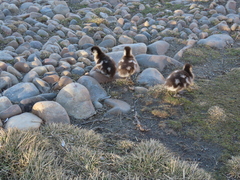 Alopochen aegyptiaca