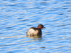Tachybaptus ruficollis