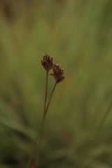 Bulbostylis schoenoides