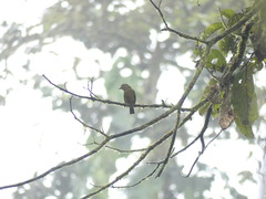 Chlorothraupis stolzmanni