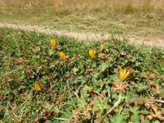 Crocus scharojanii