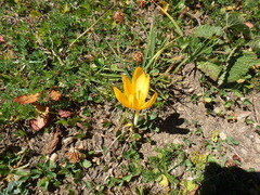 Crocus scharojanii