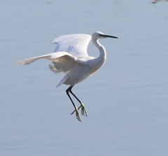Egretta garzetta