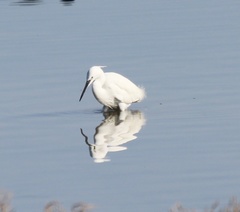 Egretta garzetta