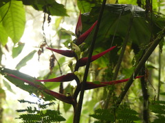 Heliconia virginalis