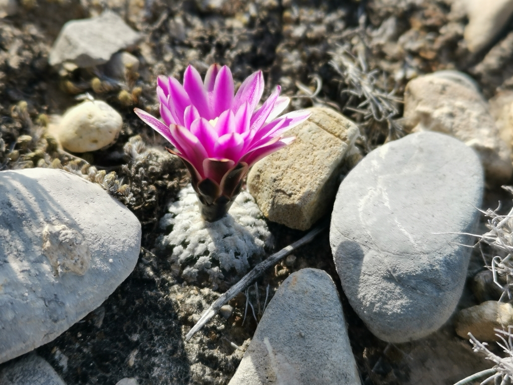 Turbinicarpus valdezianus, Coahuila, MX